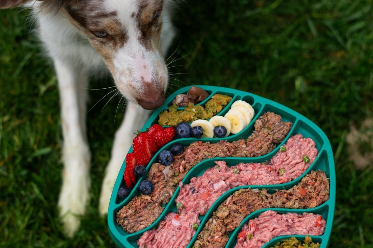 A dog about to eat from a colorful tray of food
