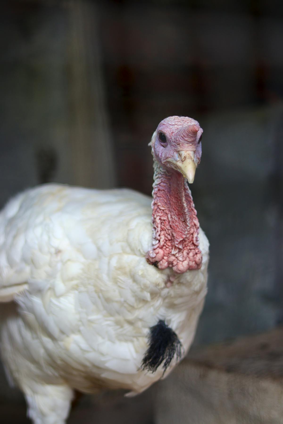 A pet turkey in a backyard or farm setting looking toward the camera