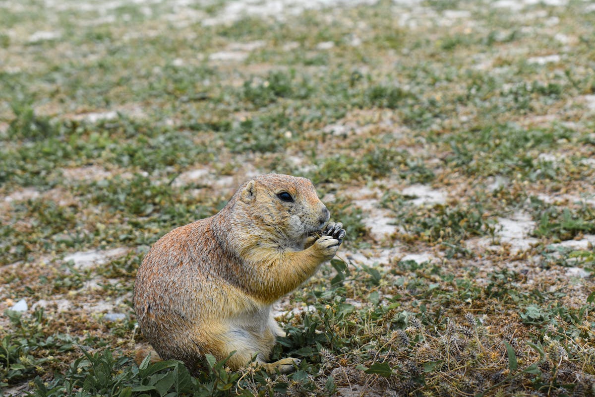 Black-tailed prairie dog standing upright on its hind legs in an alert posture