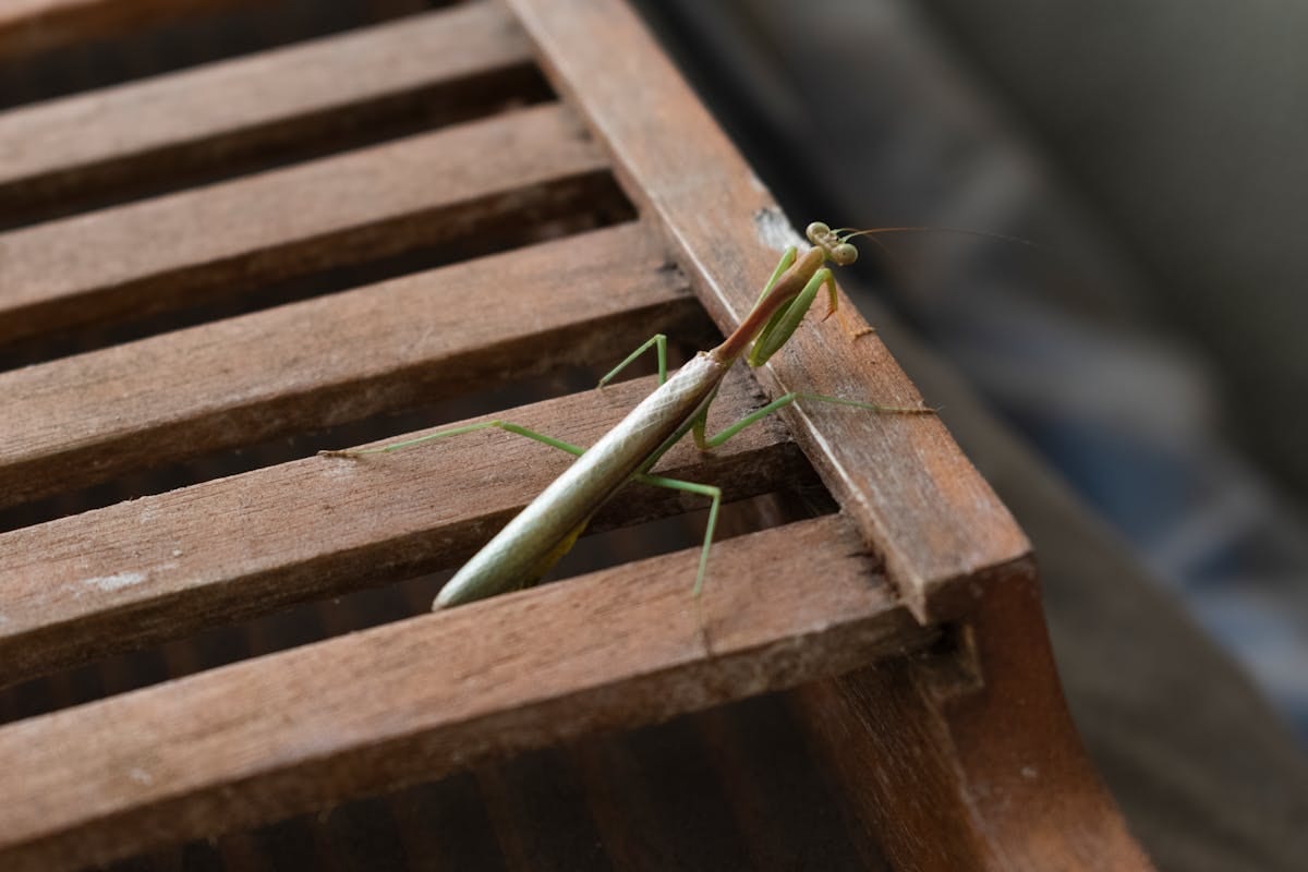 Praying mantis perched on wooden slats in Long Beach California showing full body and foreleg posture