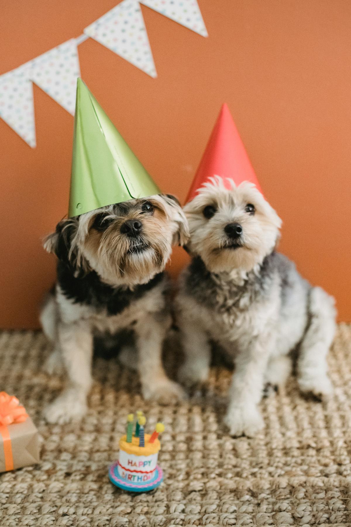 Dog birthday cake with cream cheese frosting and a single candle, photographed on a wooden surface