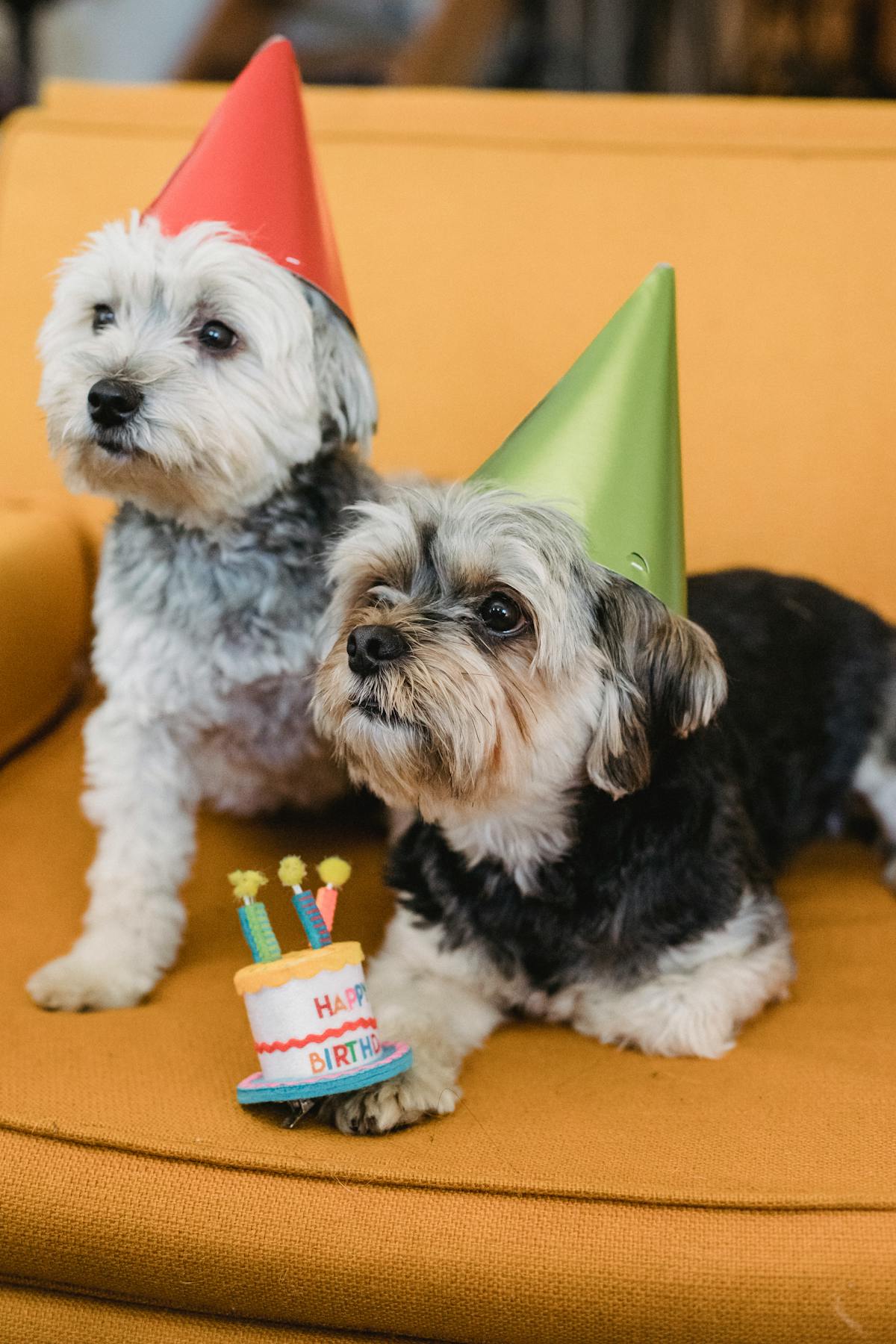 Two Yorkshire Terriers in colorful party hats sitting beside a birthday cake