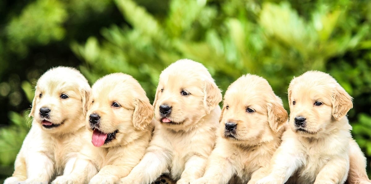 Five golden retriever puppies together at a dog park
