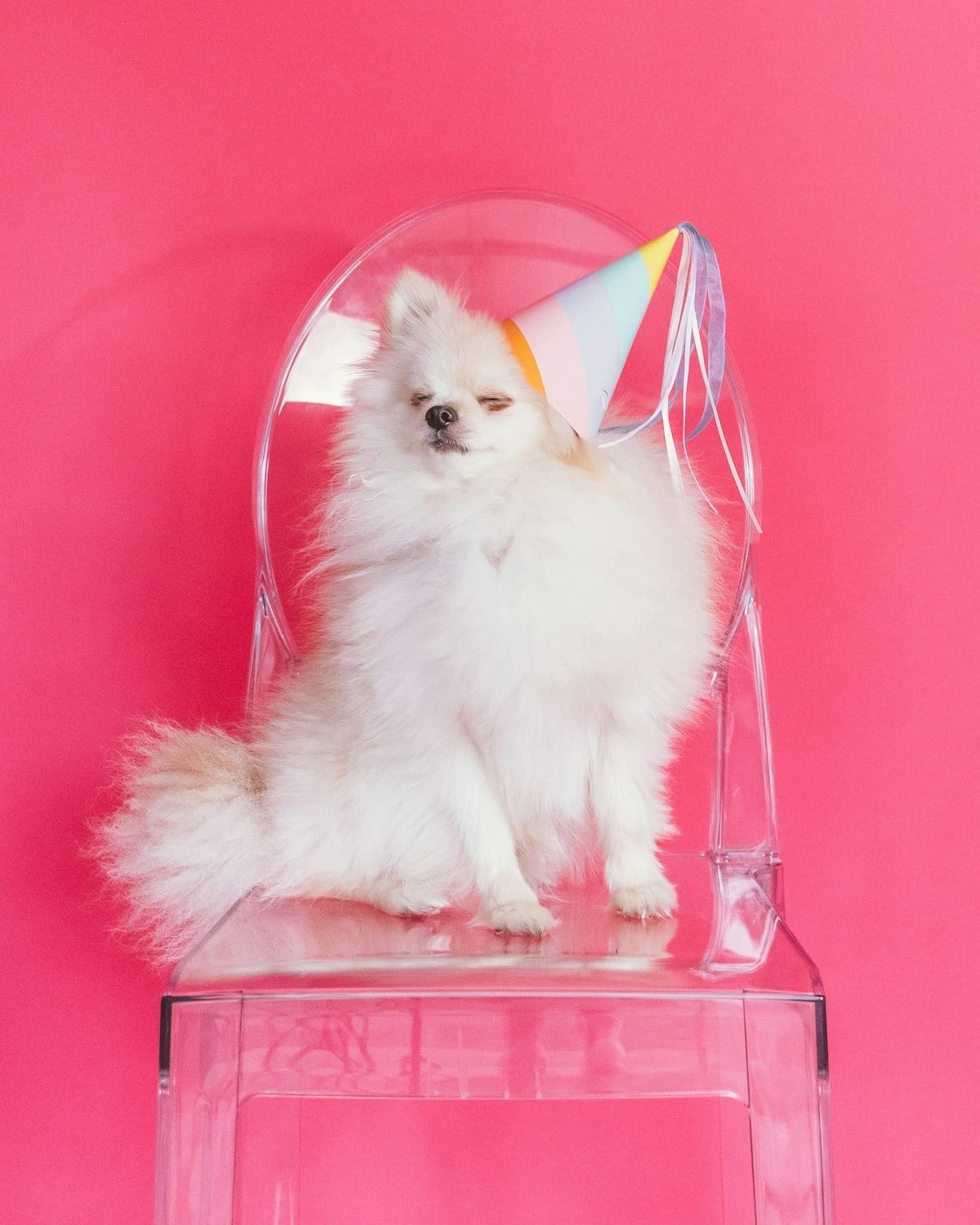 Puppy with a birthday hat in front of a small decorated cake on a colorful backdrop