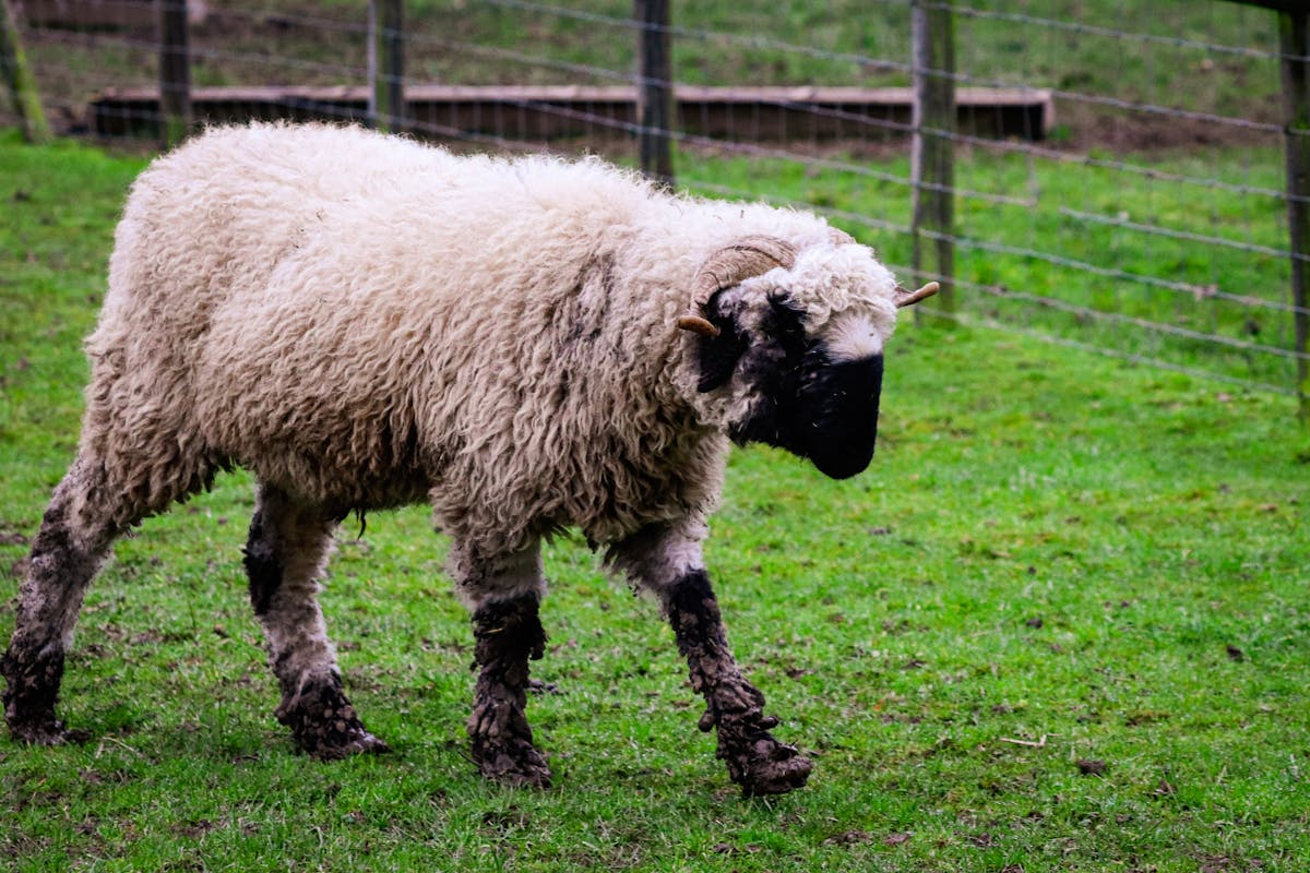 A small woolly sheep in a pasture or outdoor farm setting