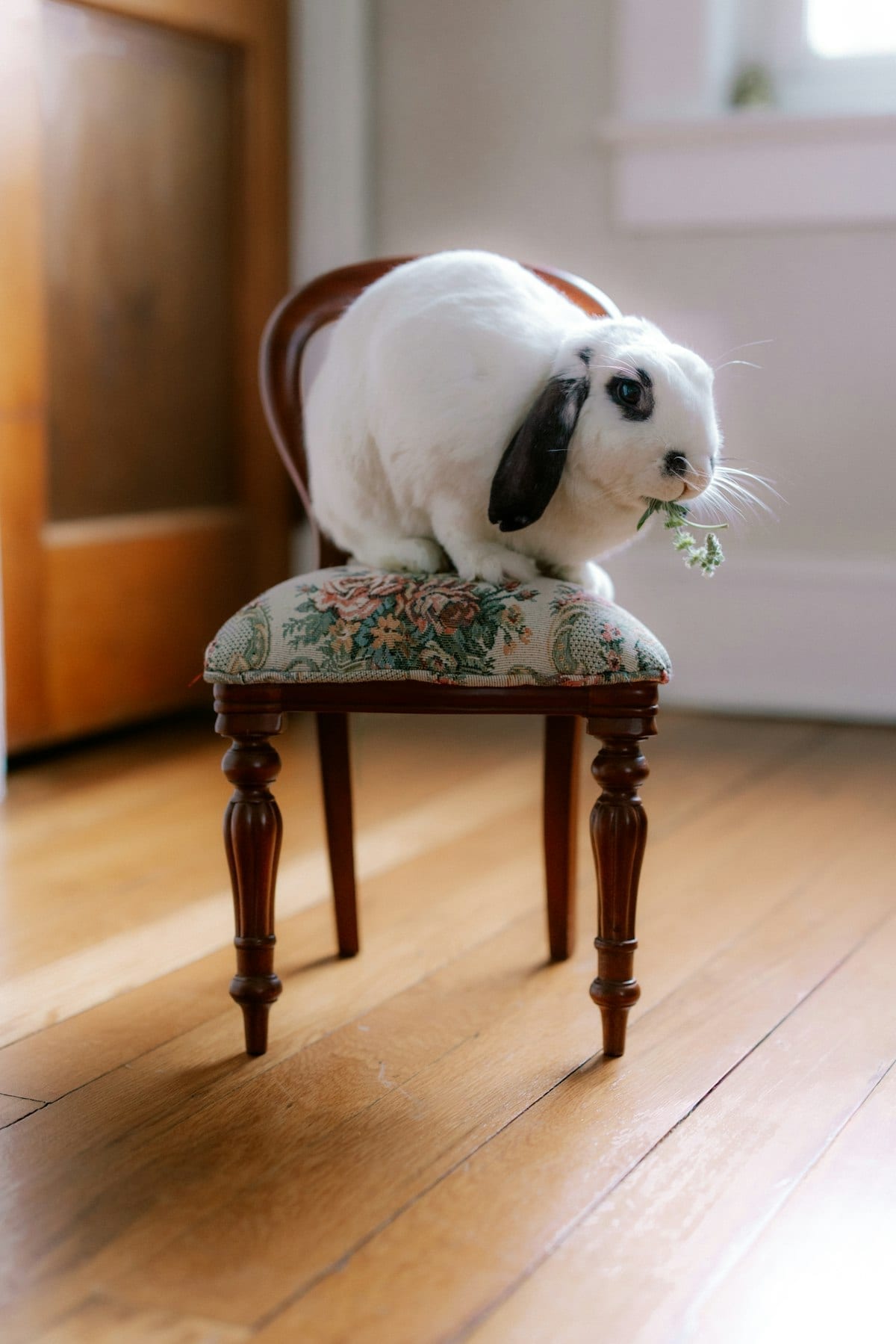 White rabbit sitting in a cardboard box surrounded by leafy greens and herbs