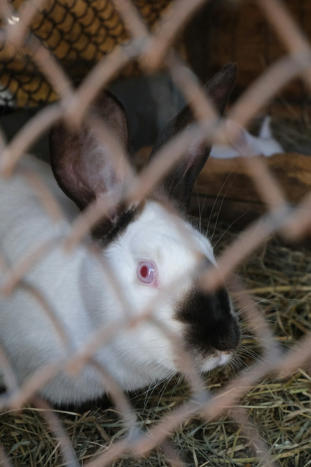 A rabbit sitting beside colorful enrichment toys and natural materials