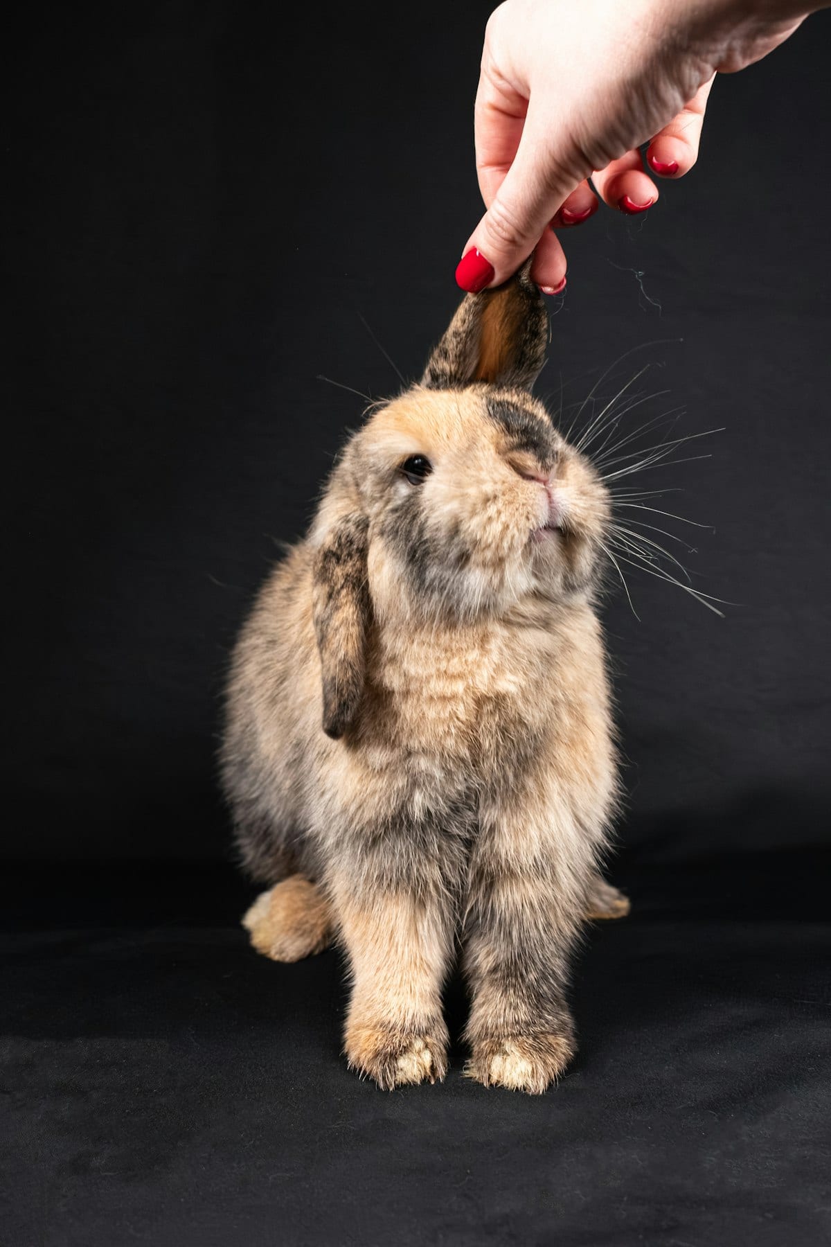 A person hand-feeding a rabbit a fresh treat outdoors
