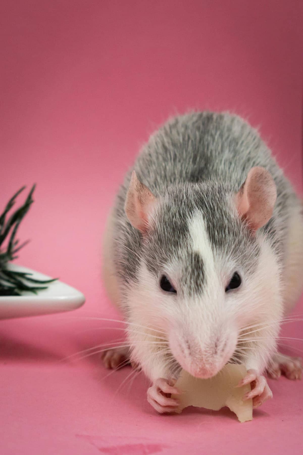 A pet rat with bright eyes and smooth fur, sitting up