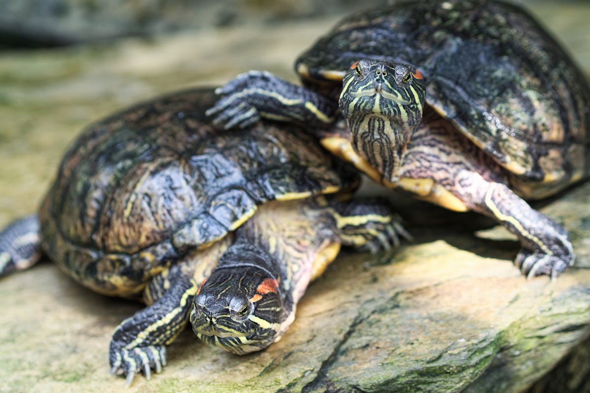 Close-up of red-eared slider turtles basking on a sunlit rock showing red ear markings and shell texture