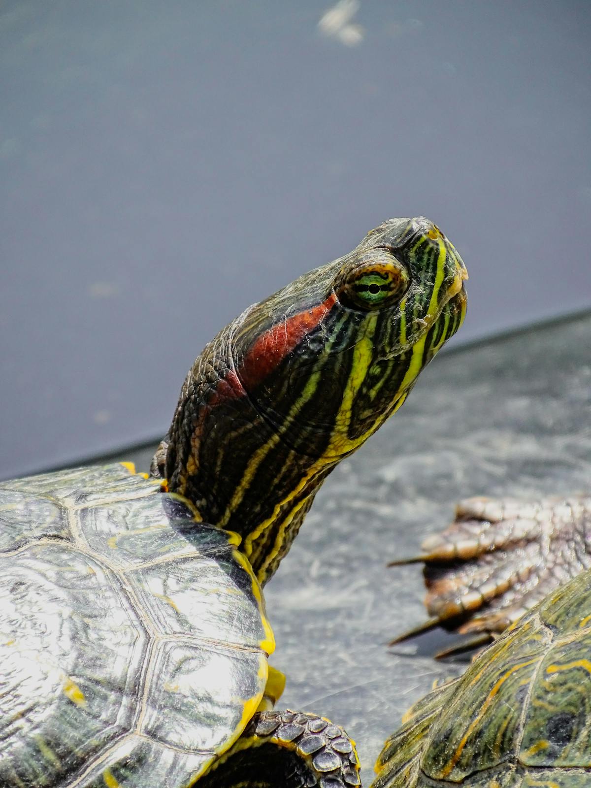 Red-eared slider turtle basking in natural sunlight showing green shell and distinctive red ear marking