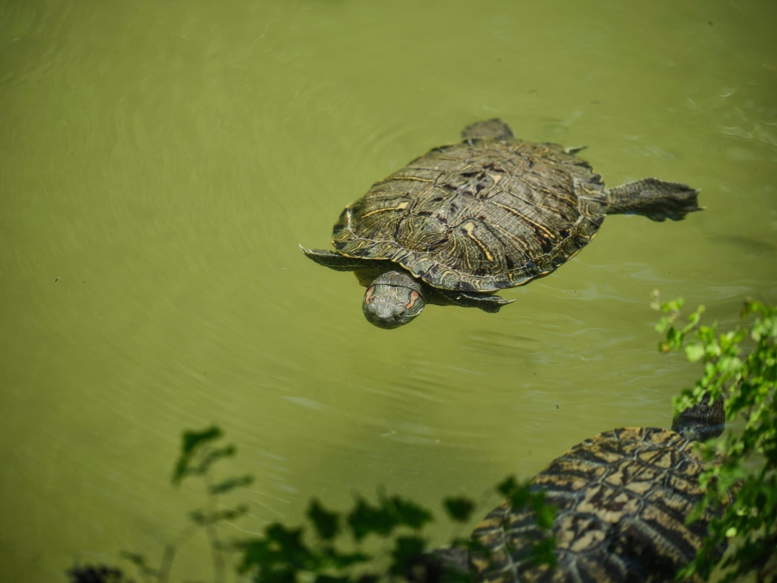 A red-eared slider turtle with a green shell and red stripe behind each eye