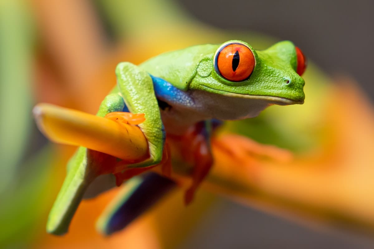 Red-eyed tree frog on a branch in Costa Rica showing vivid green body and distinctive red eyes