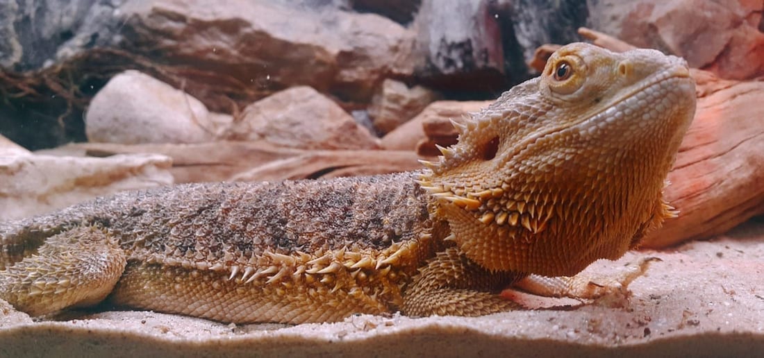Bearded dragon lying on sandy substrate beside pale rock and a length of cork bark inside an enclosure