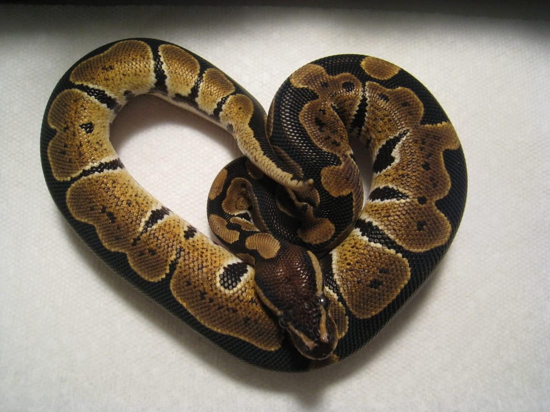 Juvenile ball python coiled into a loop on a plain white surface