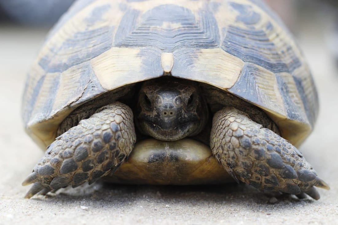 Hermann's tortoise viewed head on, front legs and head emerging from a pale shell