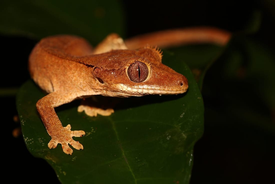 Orange crested gecko resting on a broad green leaf, tail curled behind it