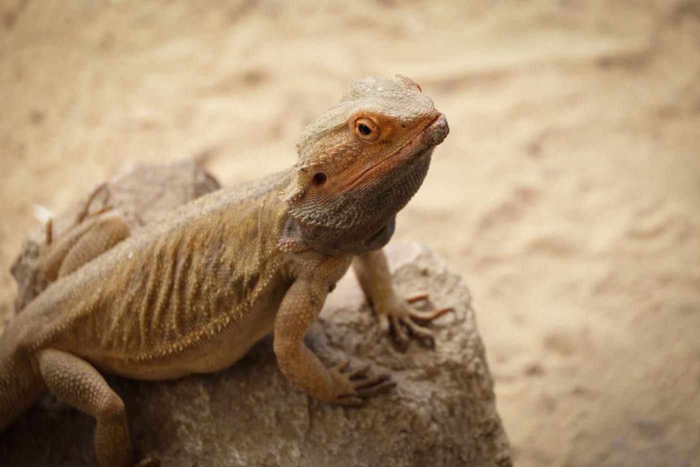 Bearded dragon standing on a pale rock with sand behind it, head raised and alert