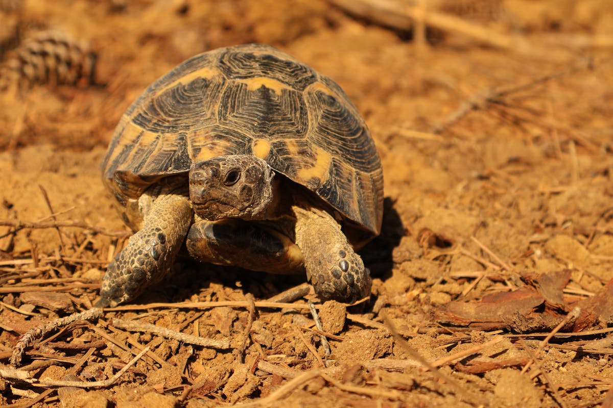 Hermann's tortoise walking on dry soil showing scuted shell and characteristic tortoise gait