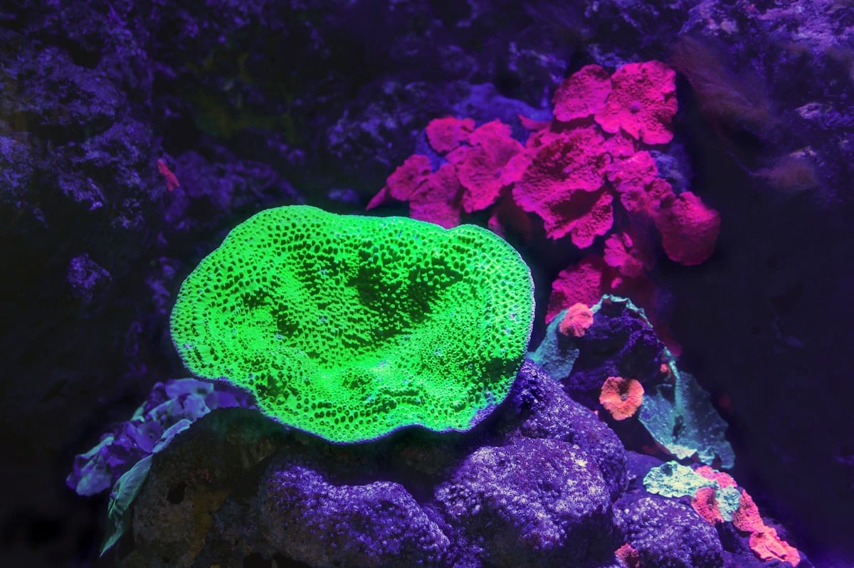 A mature saltwater reef aquarium with coral growth and fish visible