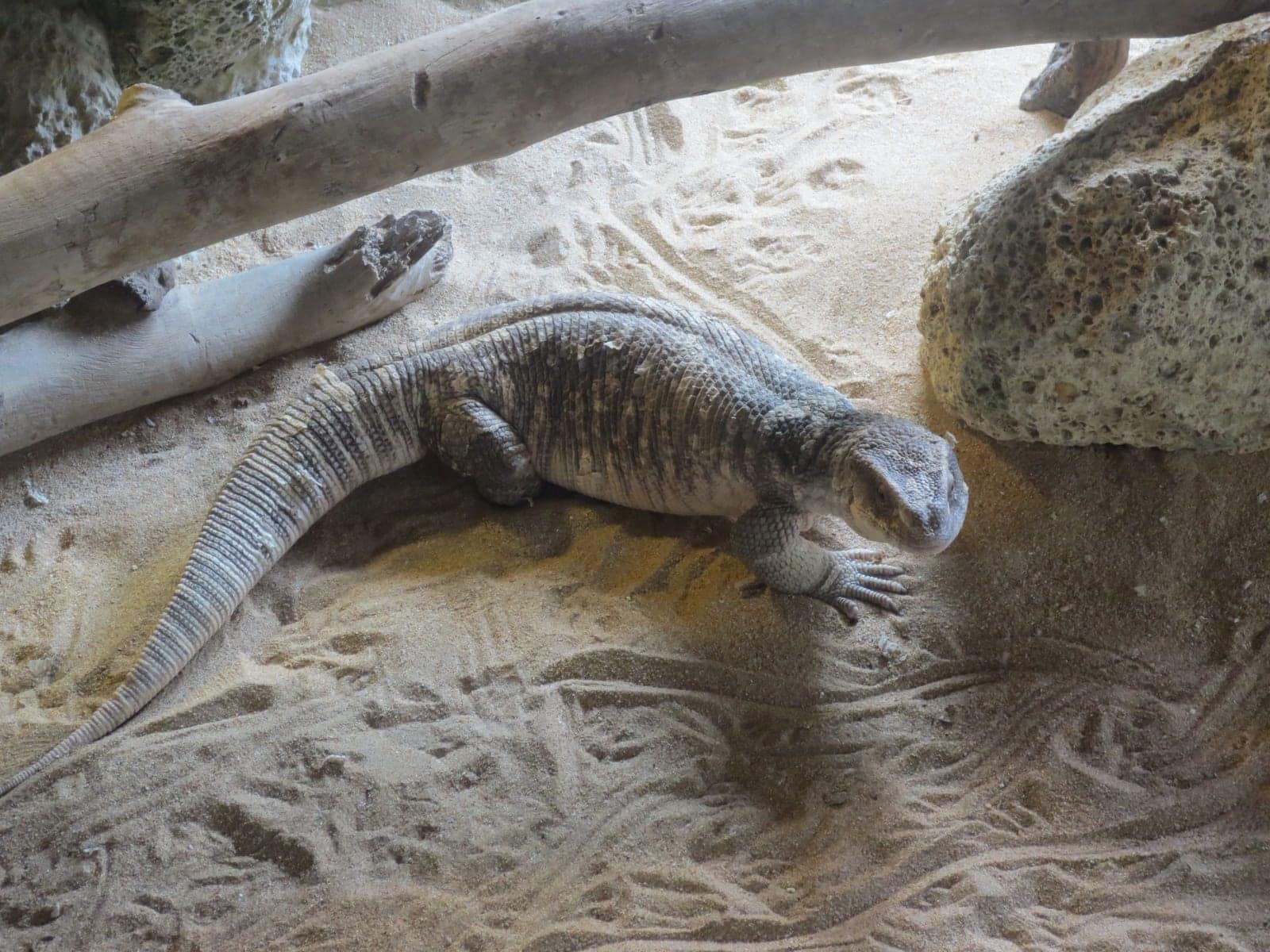 Savannah monitor Varanus exanthematicus at Loro Parque Tenerife showing textured skin and alert posture