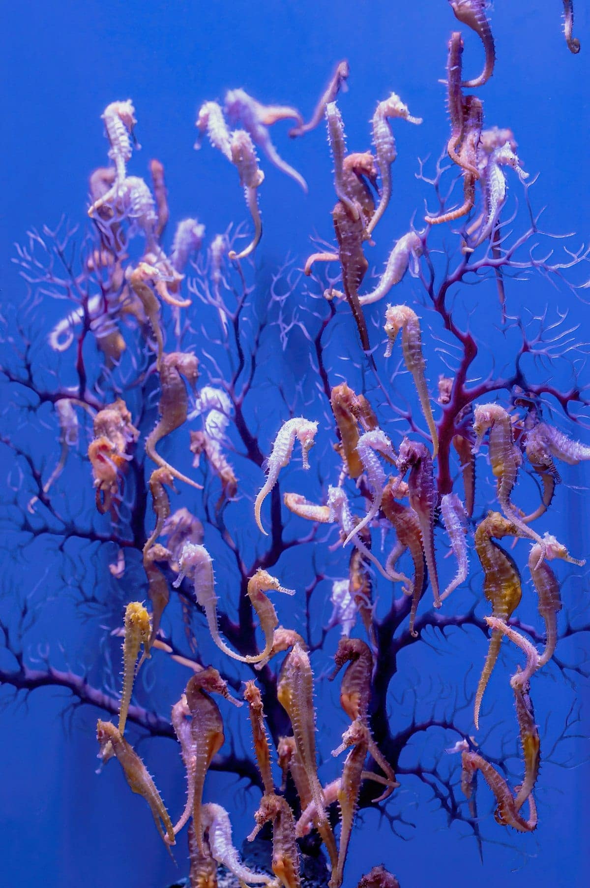 A seahorse hitched to a piece of coral or structure in an aquarium setting