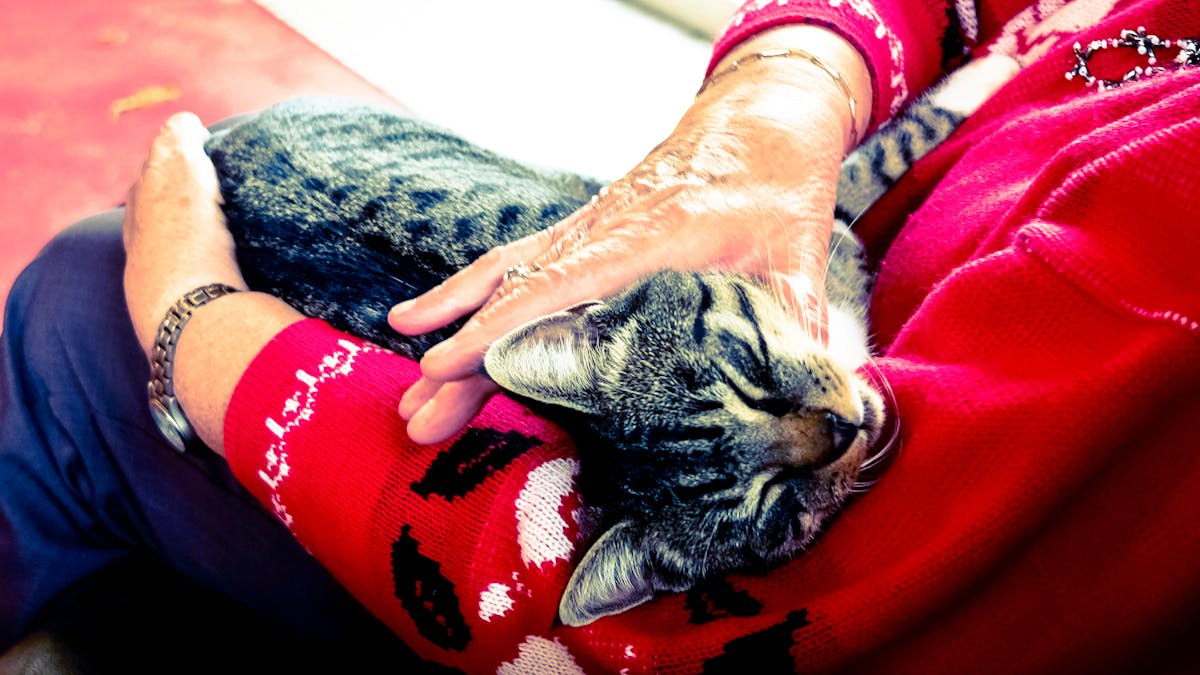 An older cat resting comfortably in a sunny spot in a home setting