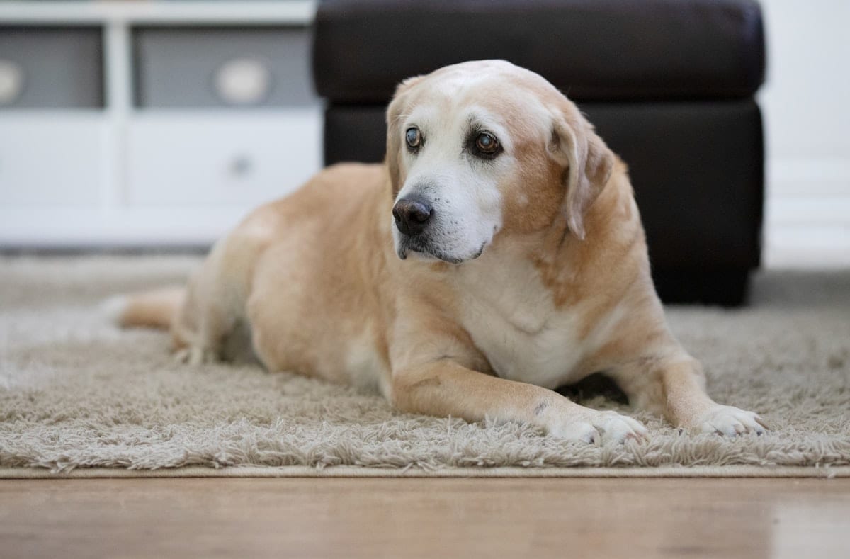 An older golden retriever resting on a soft bed with a birthday bandana, looking directly at the camera