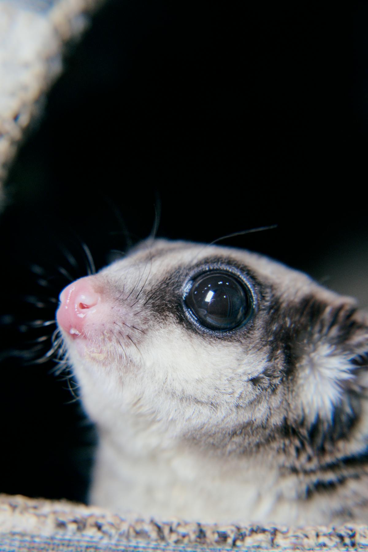 Adult short-tailed opossum Monodelphis domestica in natural posture