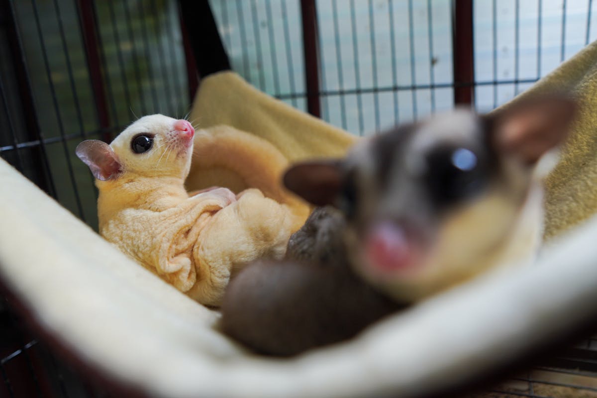 Sugar glider on a branch or surface, alert with large eyes visible