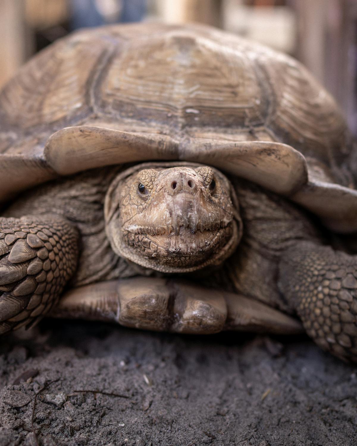 African spurred tortoise sulcata close-up of shell texture and head showing scute detail on dirt ground