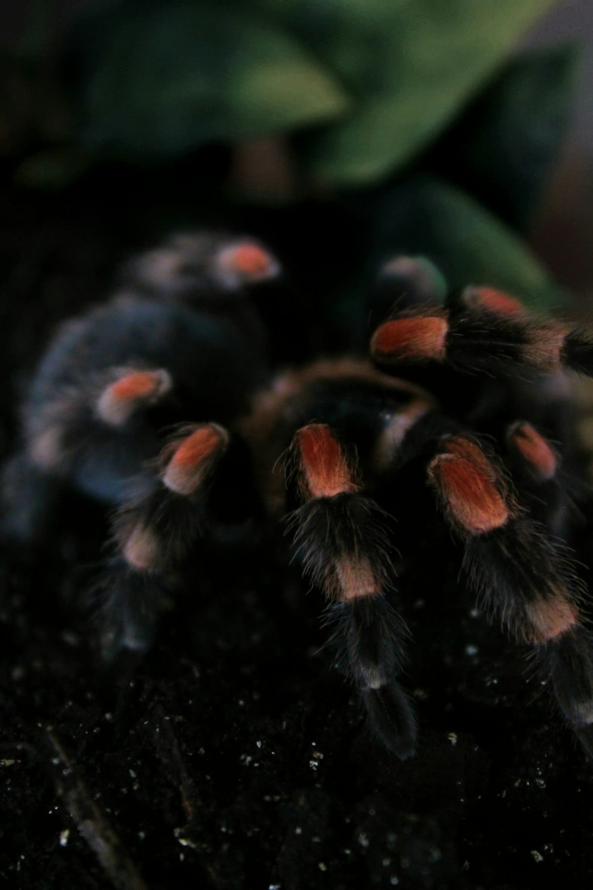 Close-up of tarantula leg hairs showing detailed texture and structure of a large arachnid