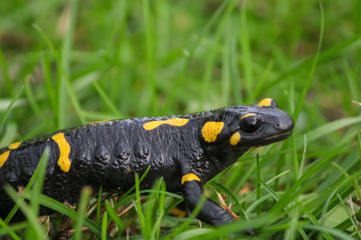 Eastern tiger salamander Ambystoma tigrinum at Louisville Zoo showing distinctive yellow and black pattern