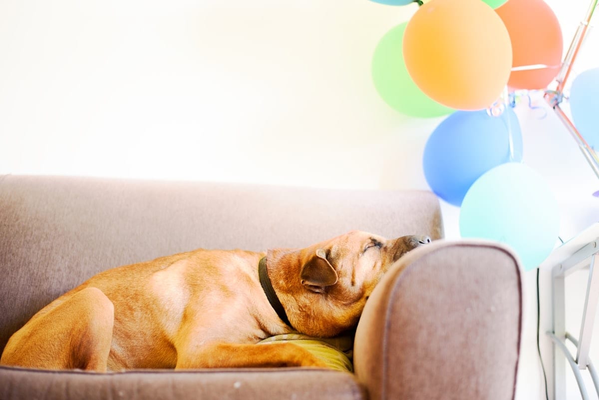 A tired dog asleep on a couch after the party