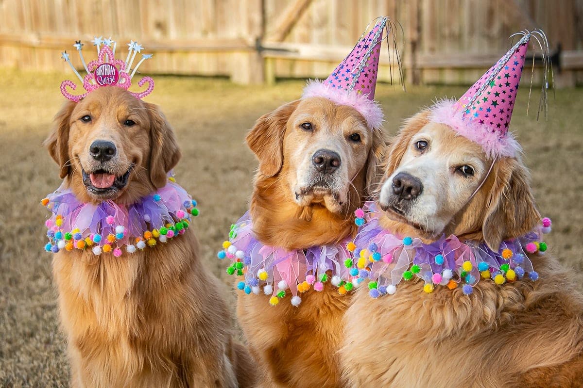 Two golden retrievers wearing birthday party hats