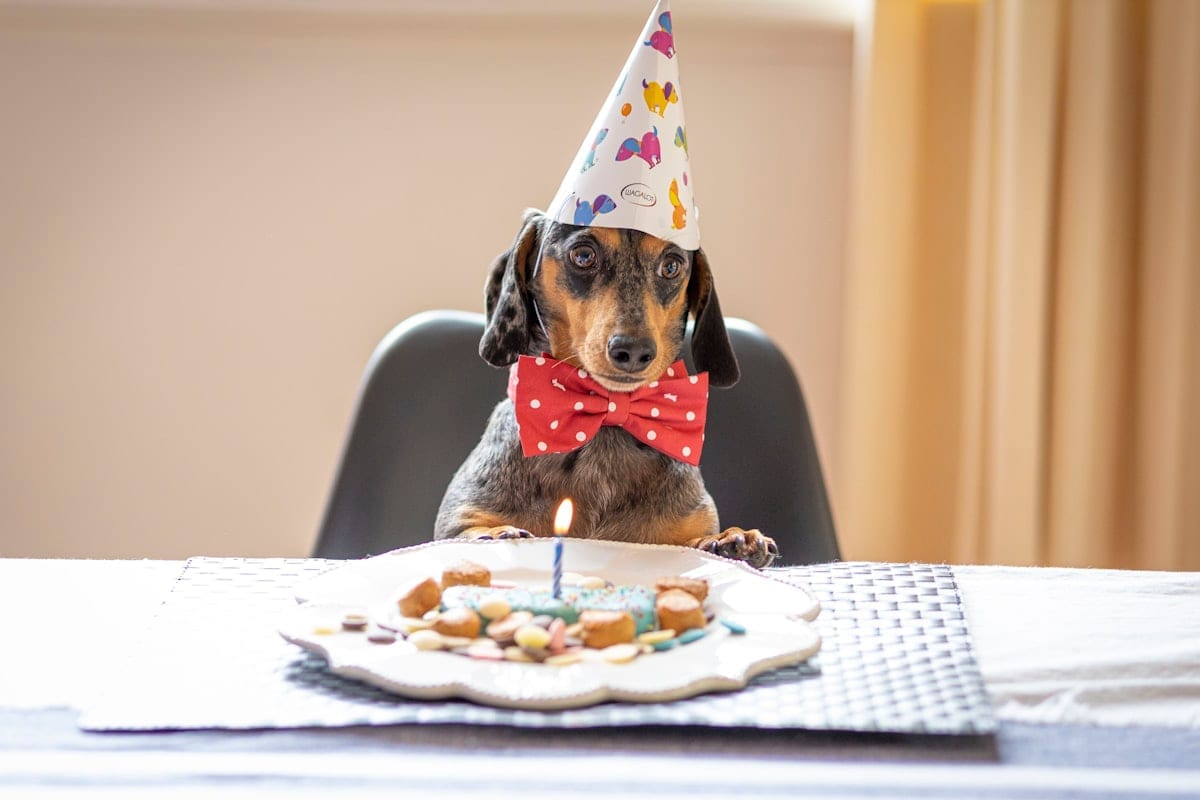 A dog wearing a birthday hat, ready to celebrate