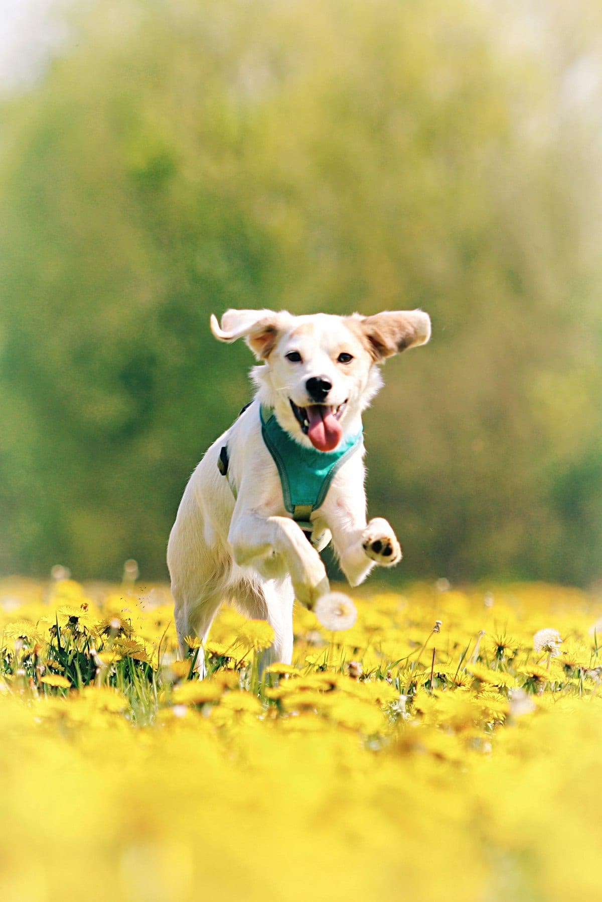 A healthy dog running through a field of yellow flowers