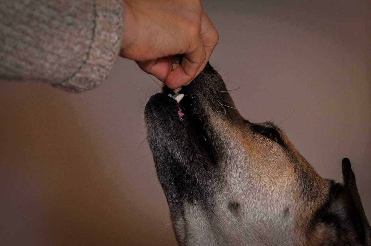 A person hand-feeding a small treat to a dog