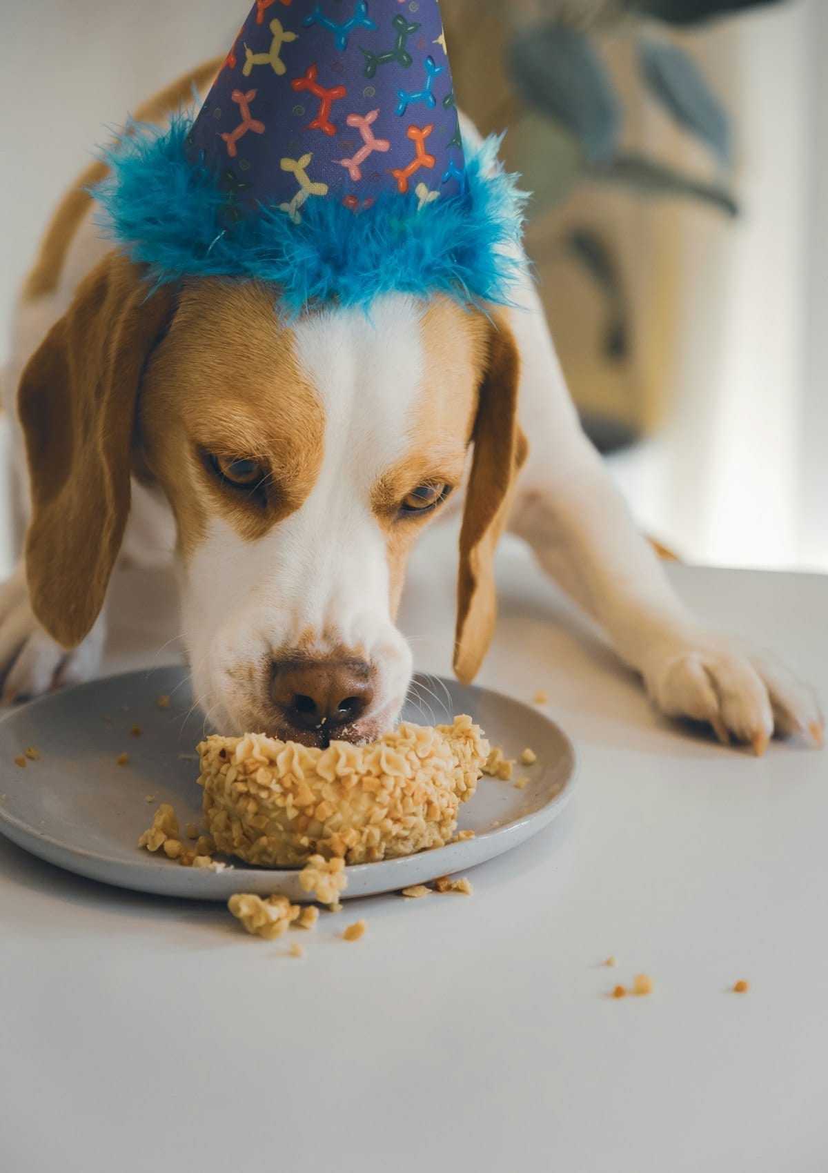 A small dog in a party hat eating a treat at a birthday celebration