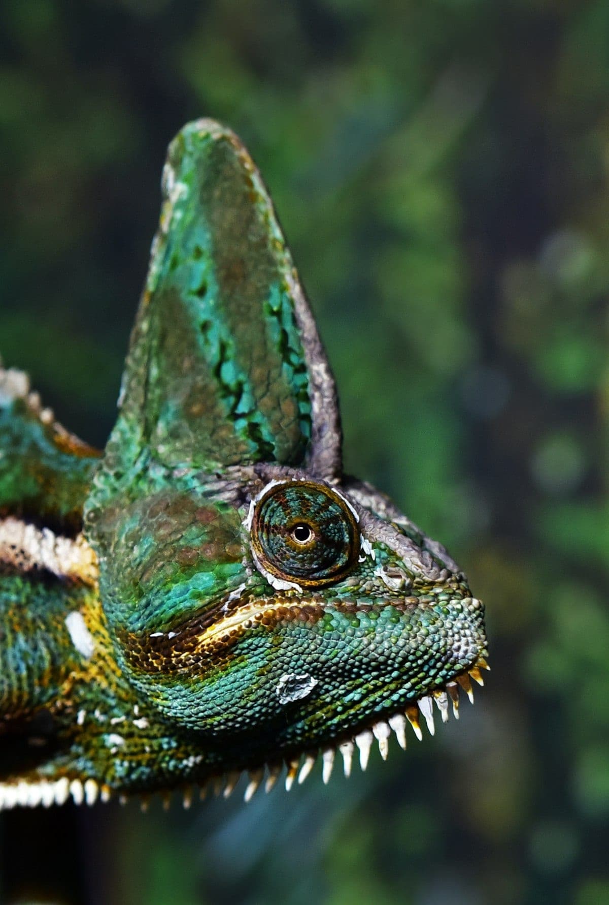 Veiled chameleon close-up portrait showing green and white coloring and lateral eye movement