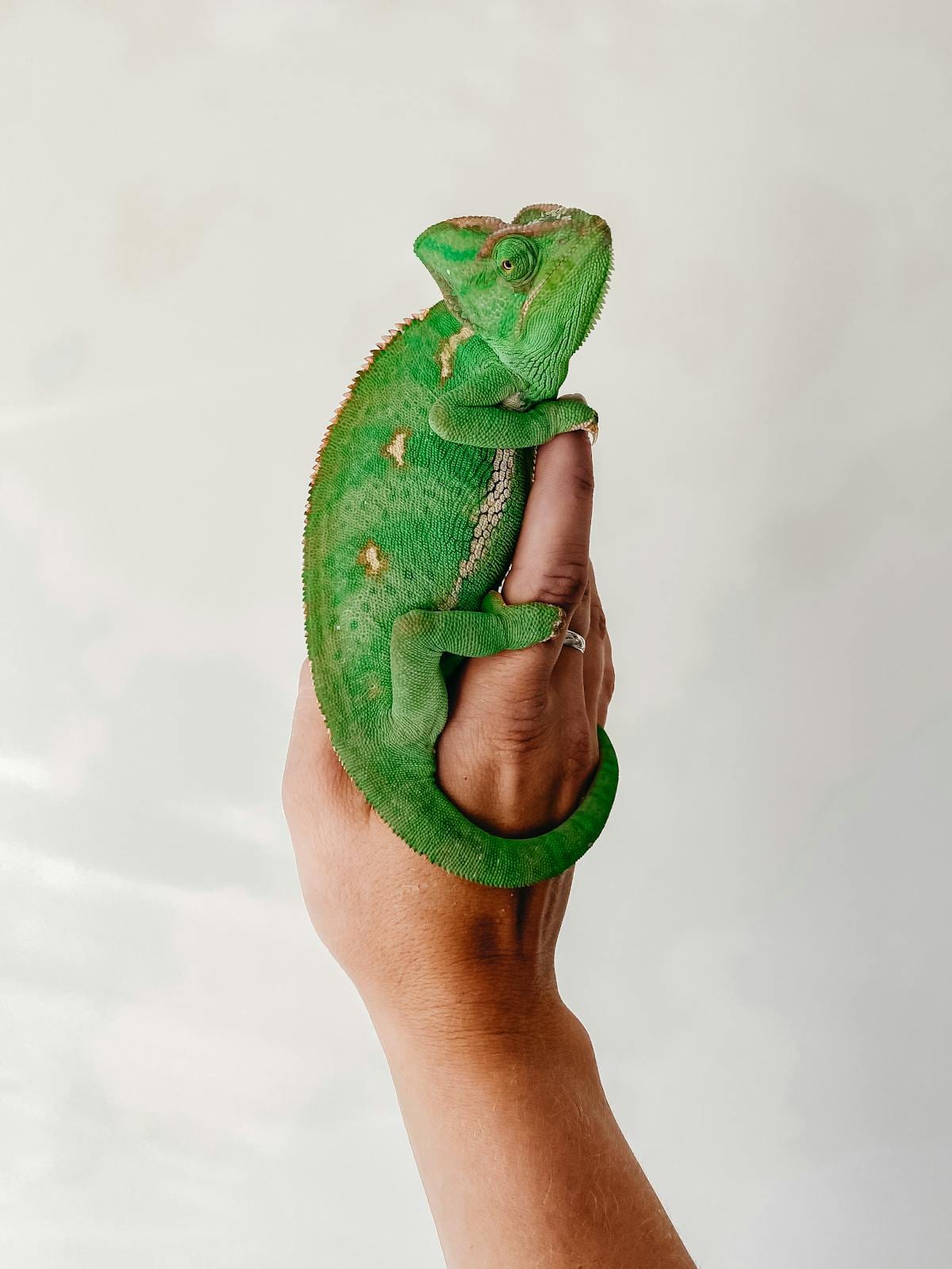 Veiled chameleon grasping a person's hand with distinct casque visible on its head