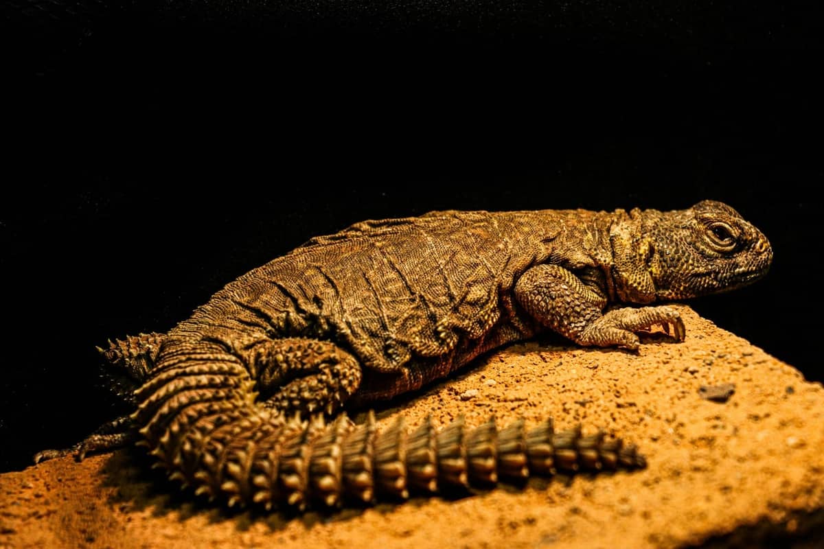 An ackie monitor, a small spiny-tailed lizard, on the substrate