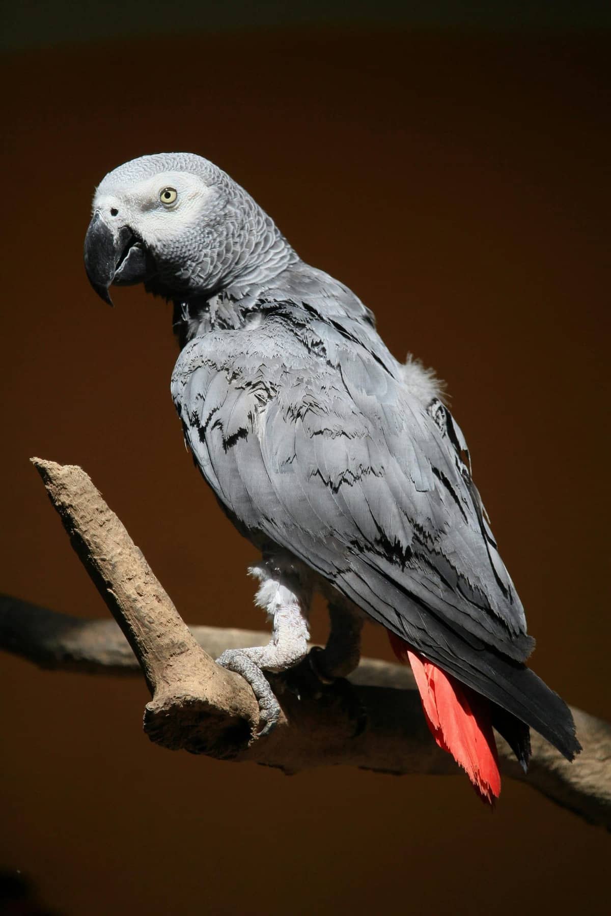 A grey parrot with a red tail beside a dish of chopped vegetables