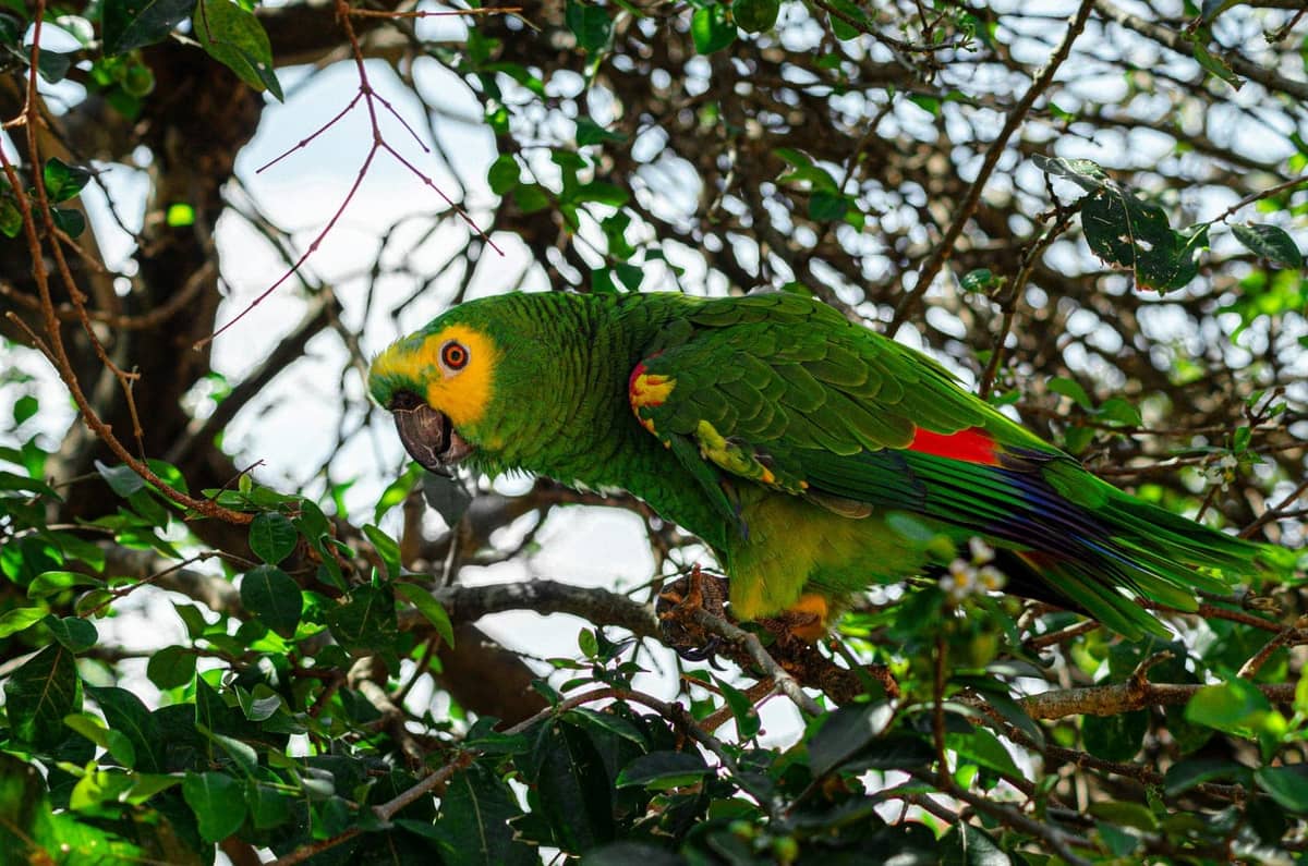 A green Amazon parrot eyeing a piece of fruit