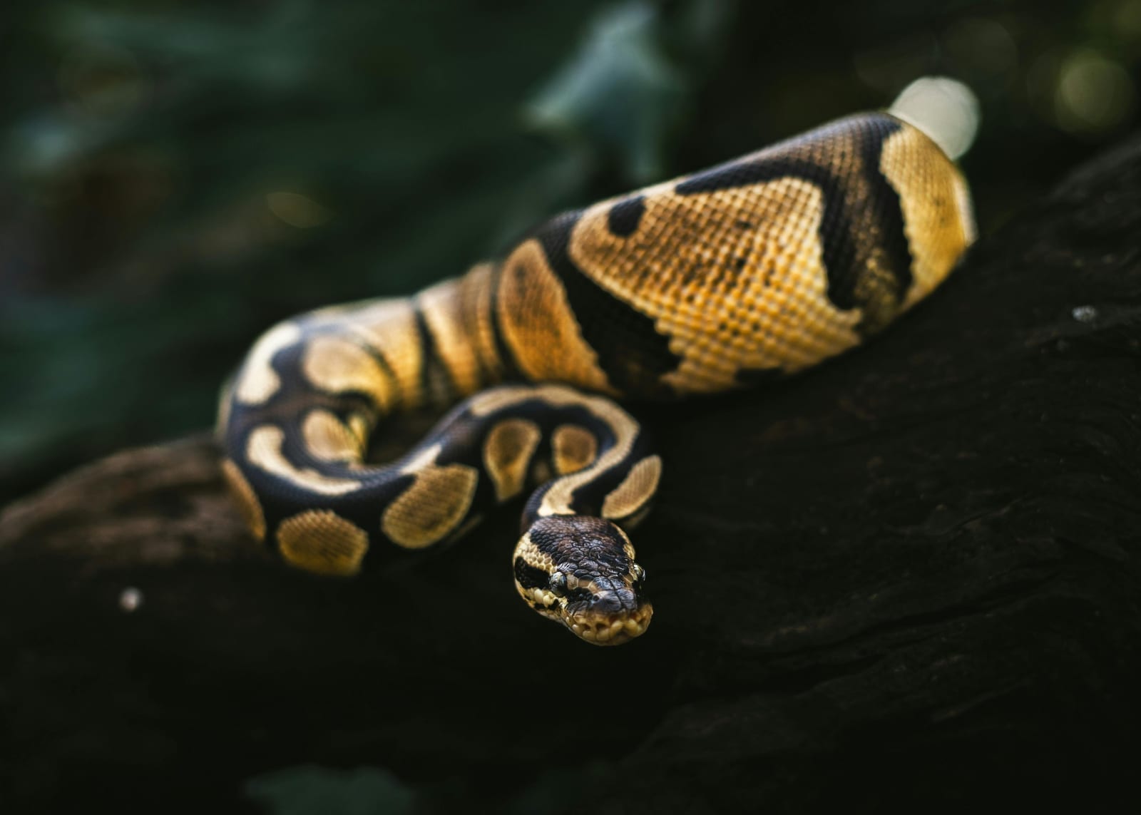 A ball python with its tongue out, sensing the air
