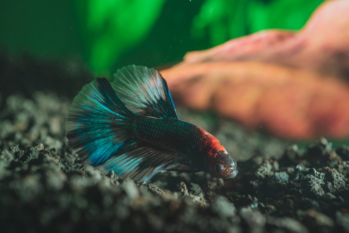 A betta fish in a planted aquarium, fins extended, showing vibrant color