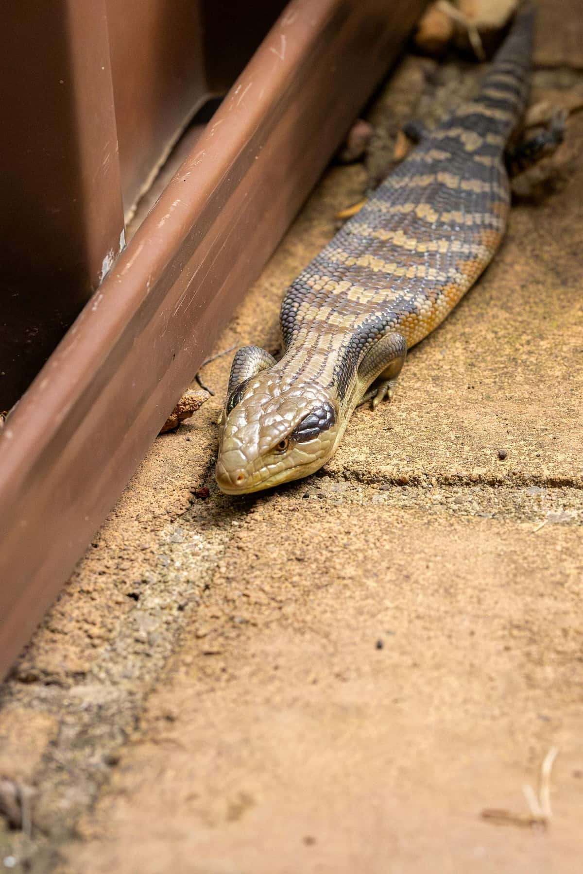A blue-tongued skink with its distinctive blue tongue out