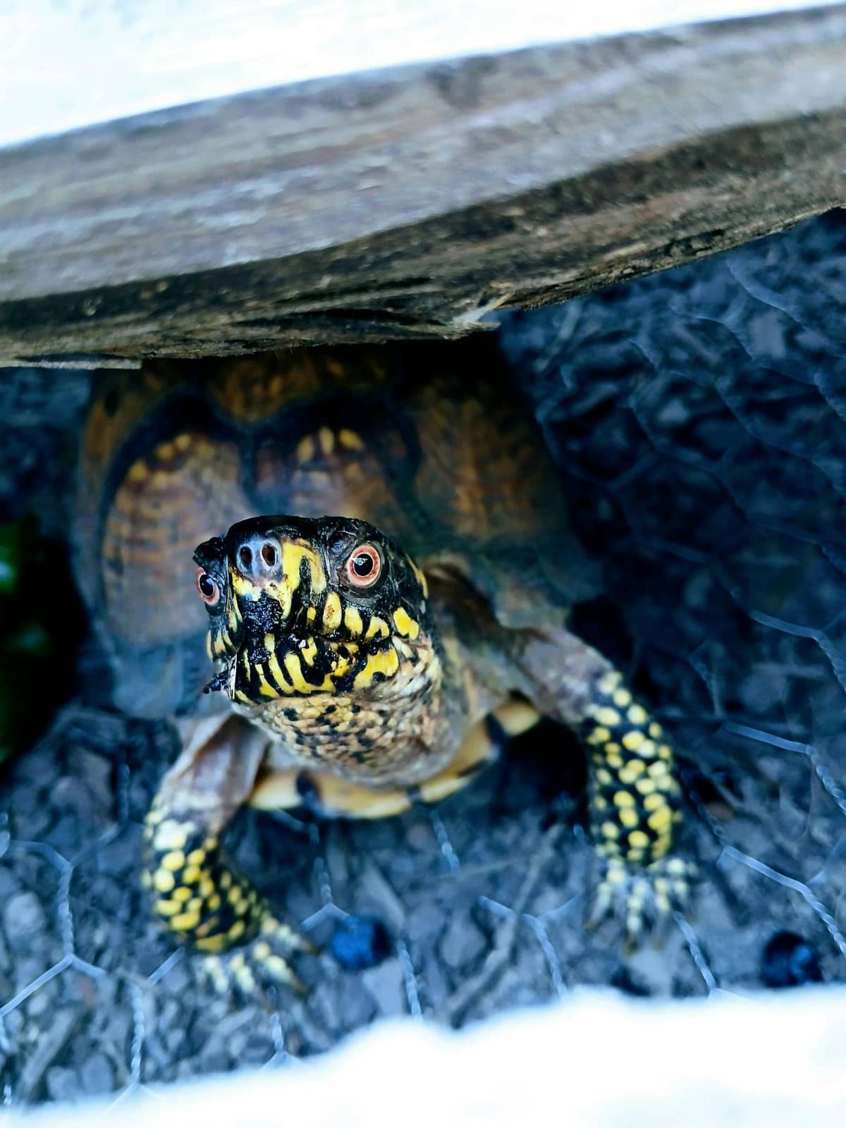 A box turtle with a high domed shell, head extended
