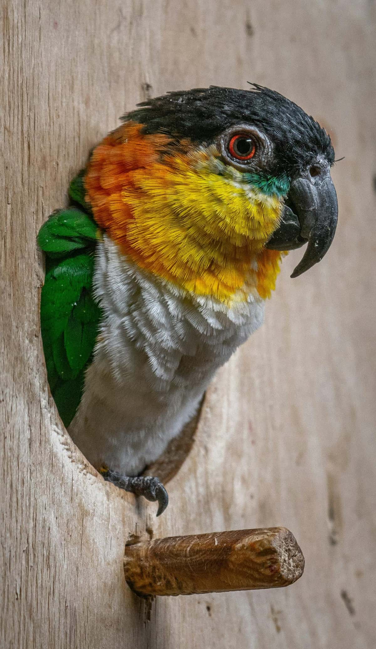 A caique with an orange head and white chest near chopped fruit