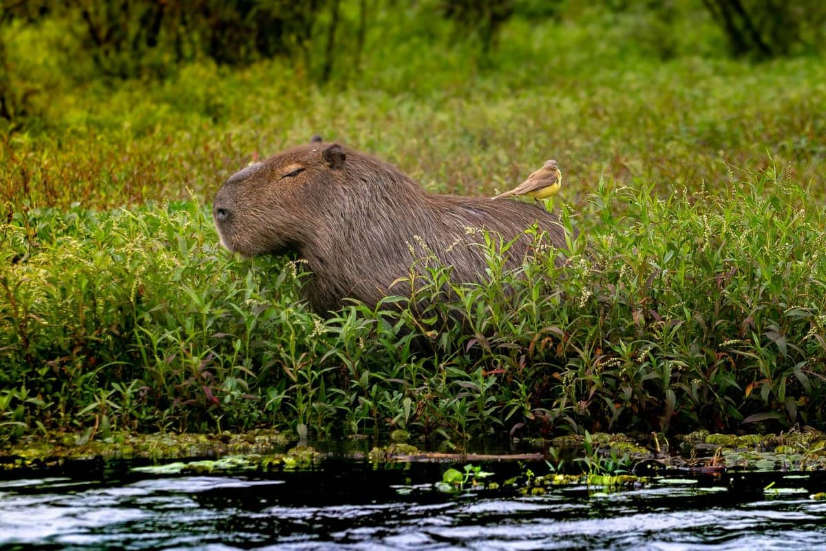A capybara, the world's largest rodent, with a calm blunt face